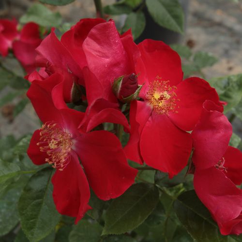 Rosa Máramaros - rosso - rose floribunde